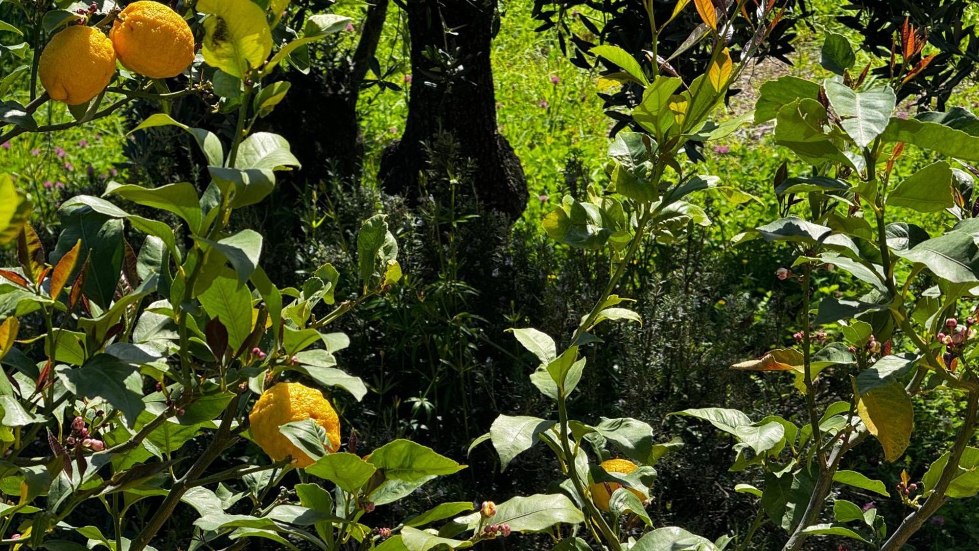 Villa Teresina Noli Esterno foto